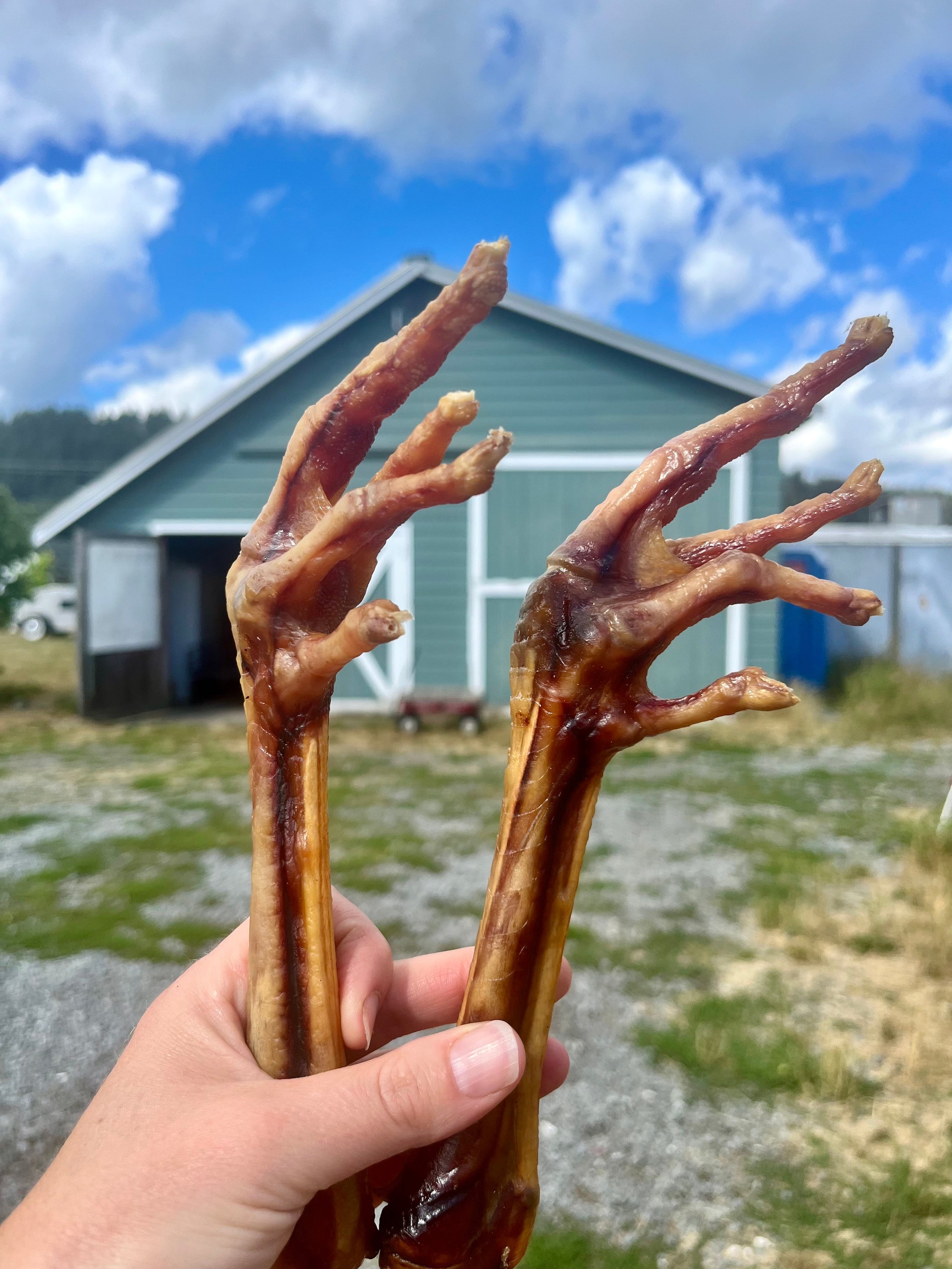 Turkey feet for dogs outlet